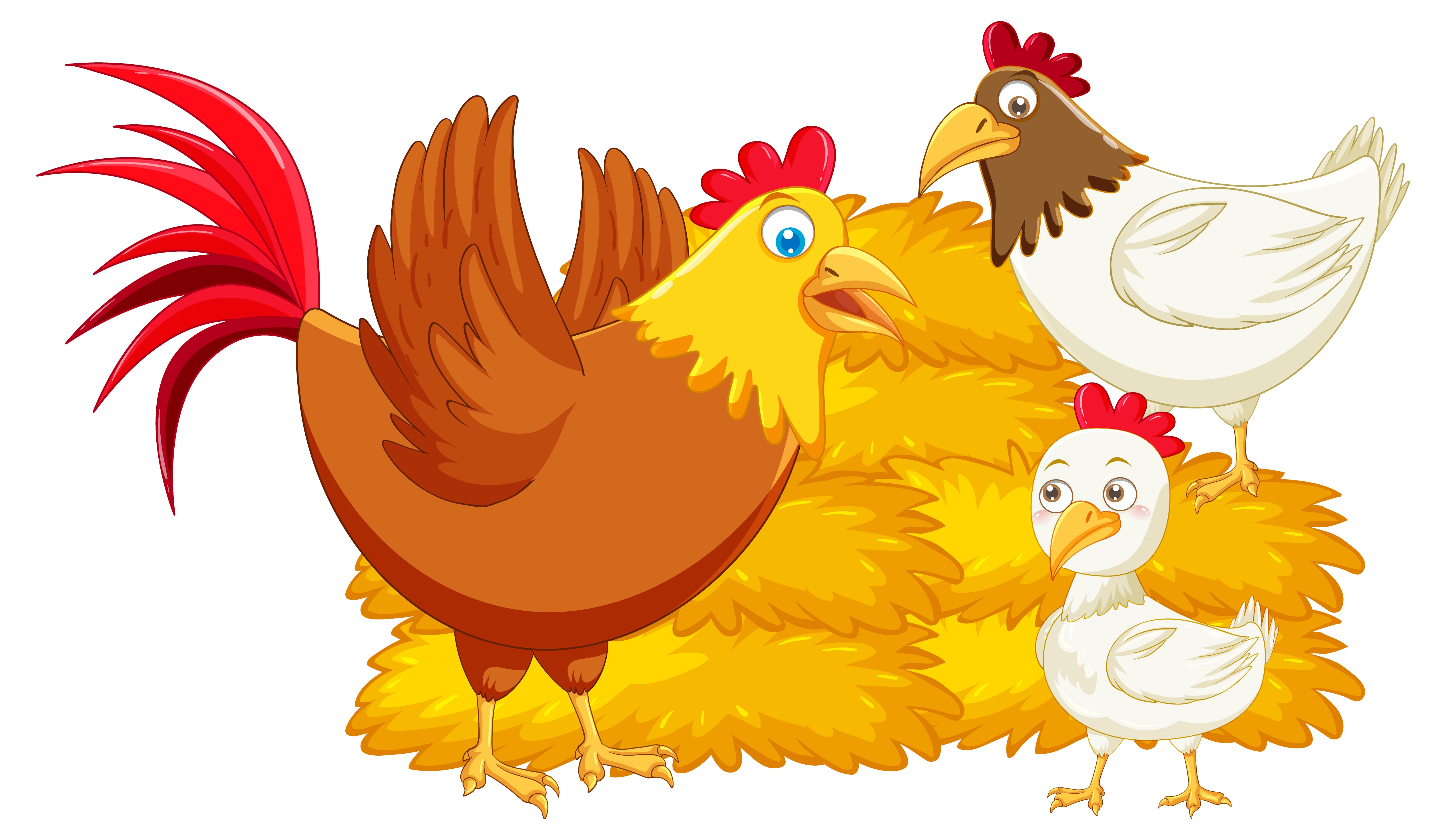 Image of a Cochin chicken with fluffy feathers